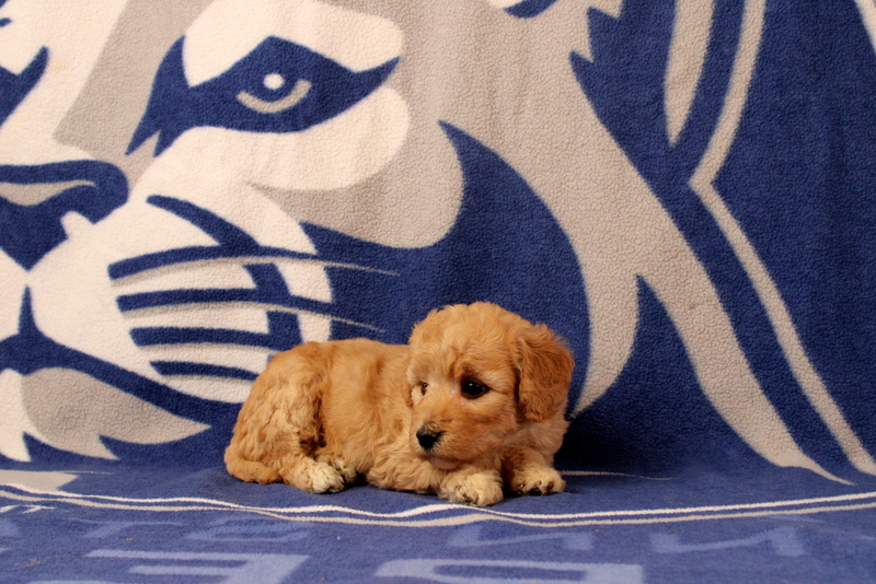 puppy, for, sale, Mini  Goldendoodle, Matthew B. Stoltzfus, dog, breeder, Gap, PA, dog-breeder, puppy-for-sale, forsale, nearby, find, puppyfind, locator, puppylocator, aca